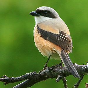 Long-tailed Shrike